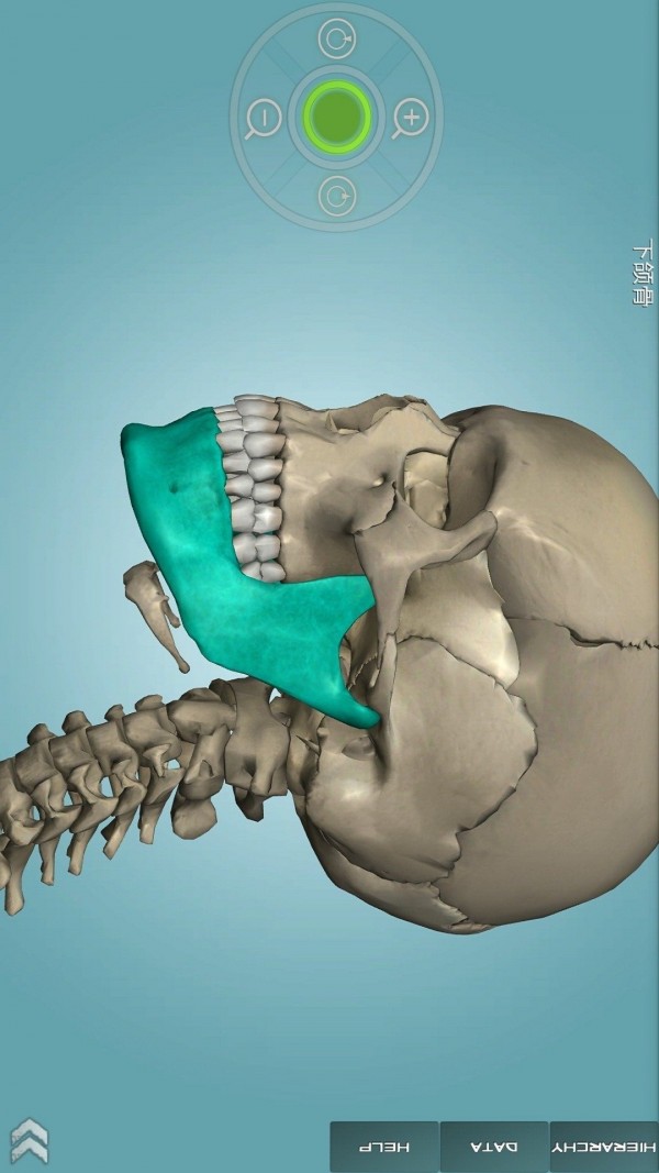 骨骼解剖图集-0
